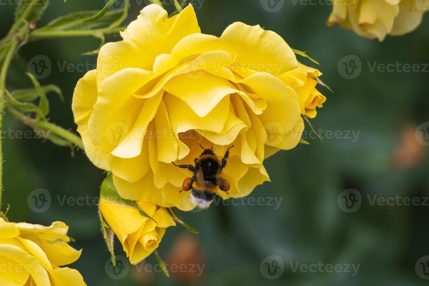 Macro photo of a a bee gathering pollen a flower