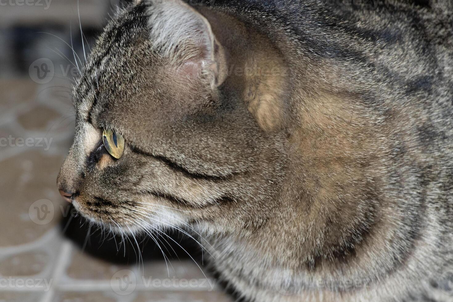 Close up photo of an adorable cat