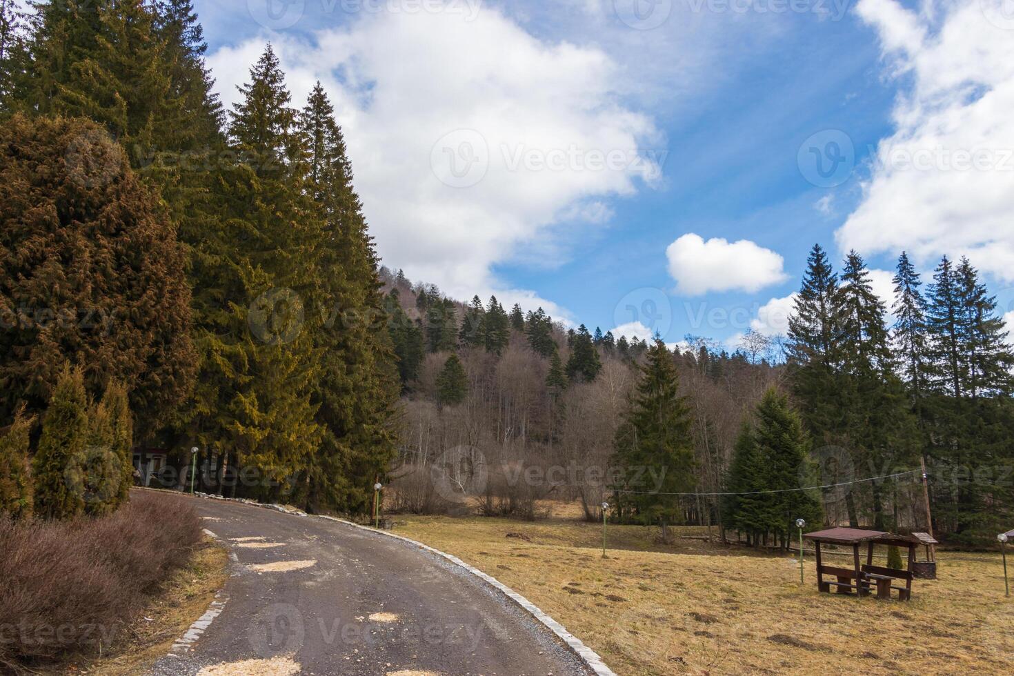 Landscape photo of gorgeous forest on a partial cloddy day