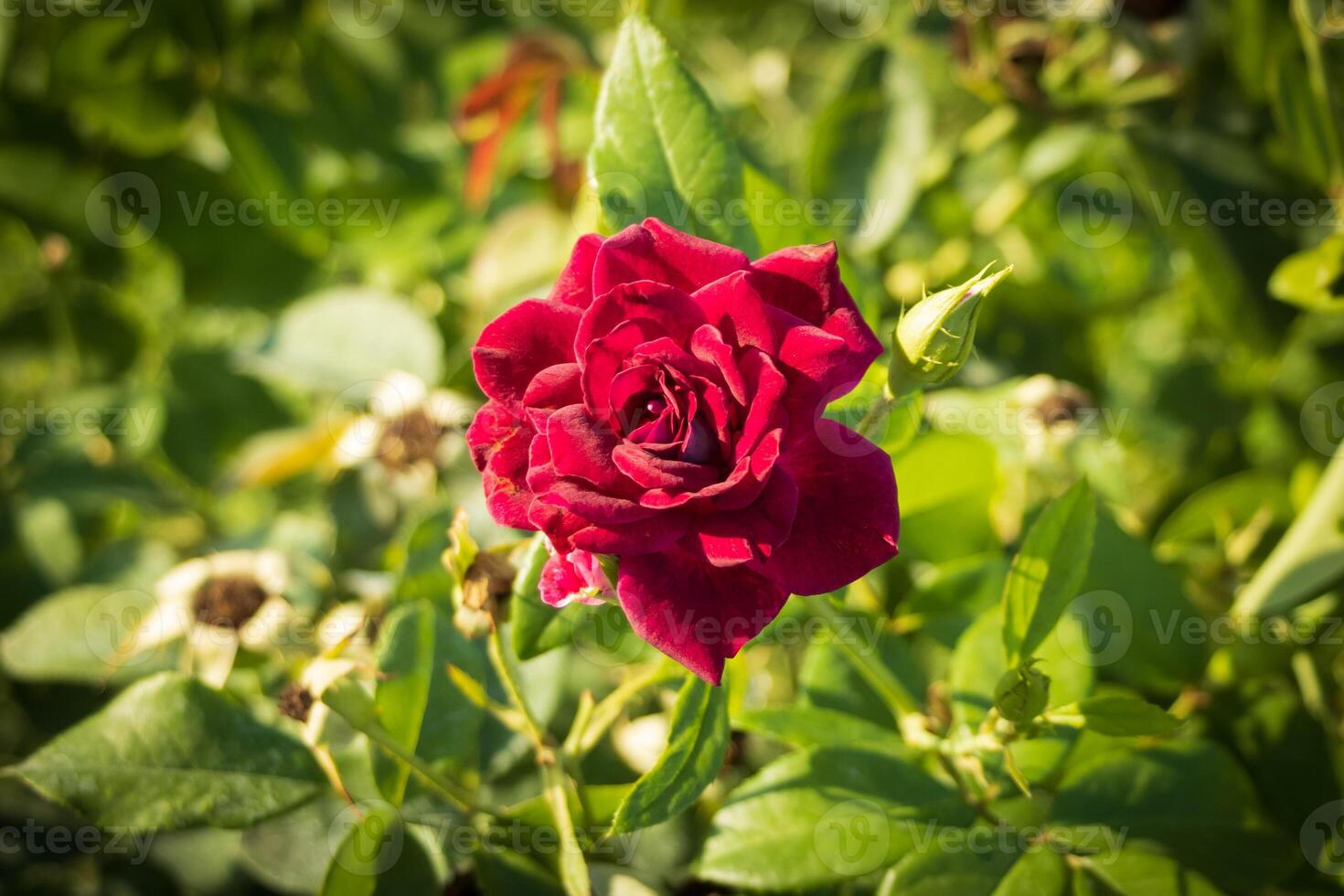Macro photo of a fiery red rose
