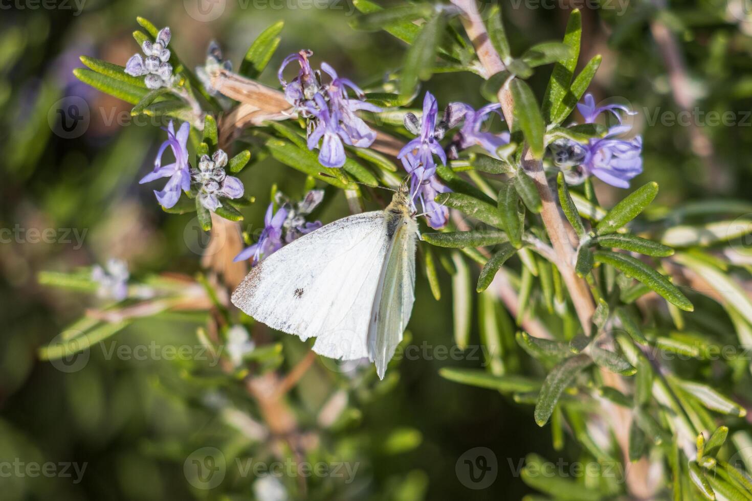 Macro photo of a white butterfly drinking nectar from a flower