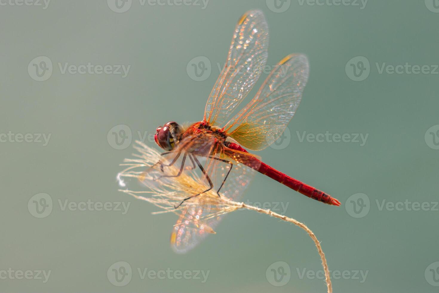 Macro photo of a red dragonfly with its wings wide open