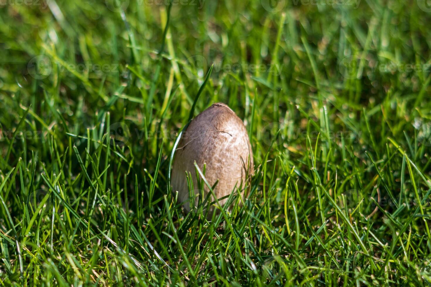 Macro photo of a mushroom growing from the ground