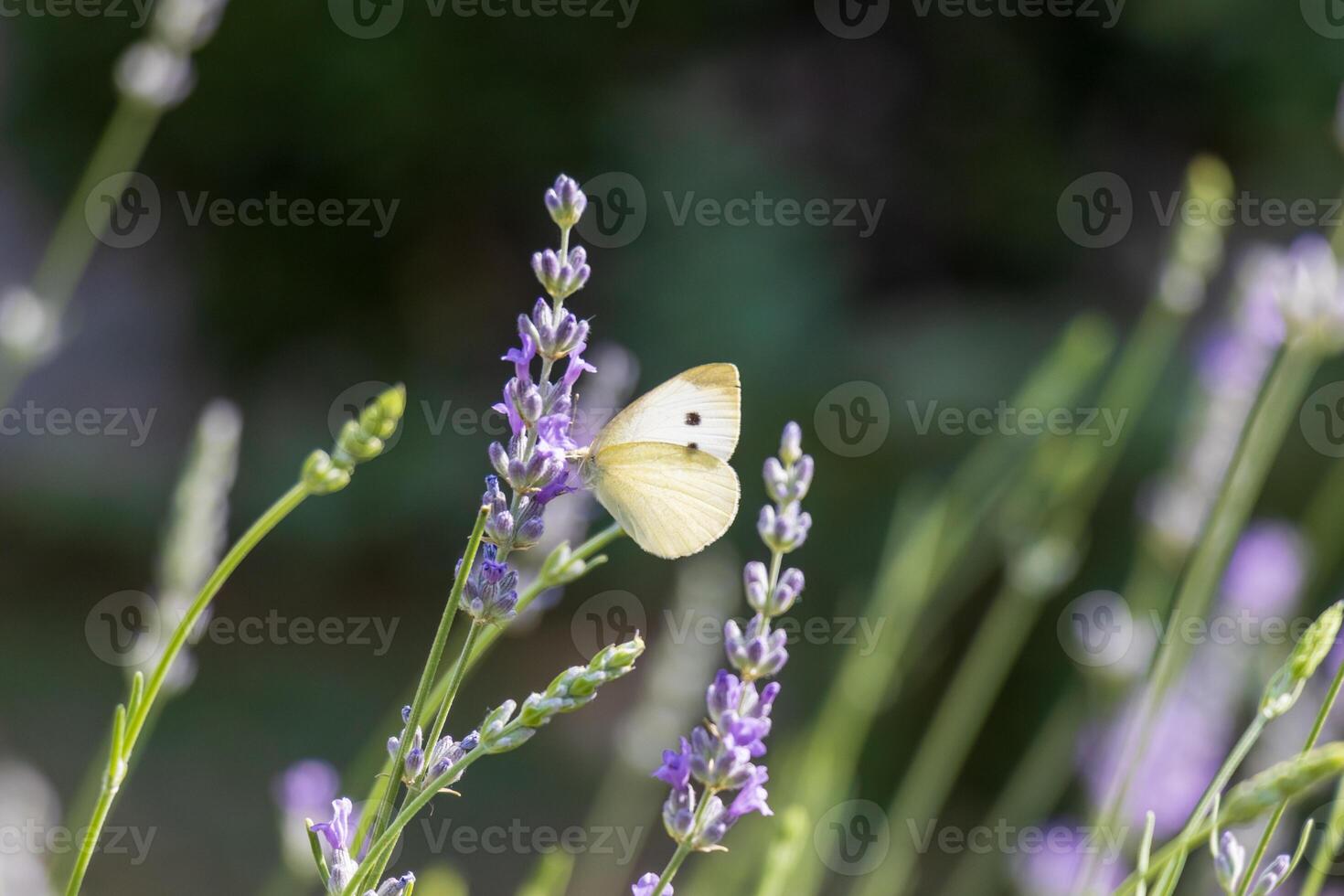 Macro photo of a butterfly drinking nectar from a flower