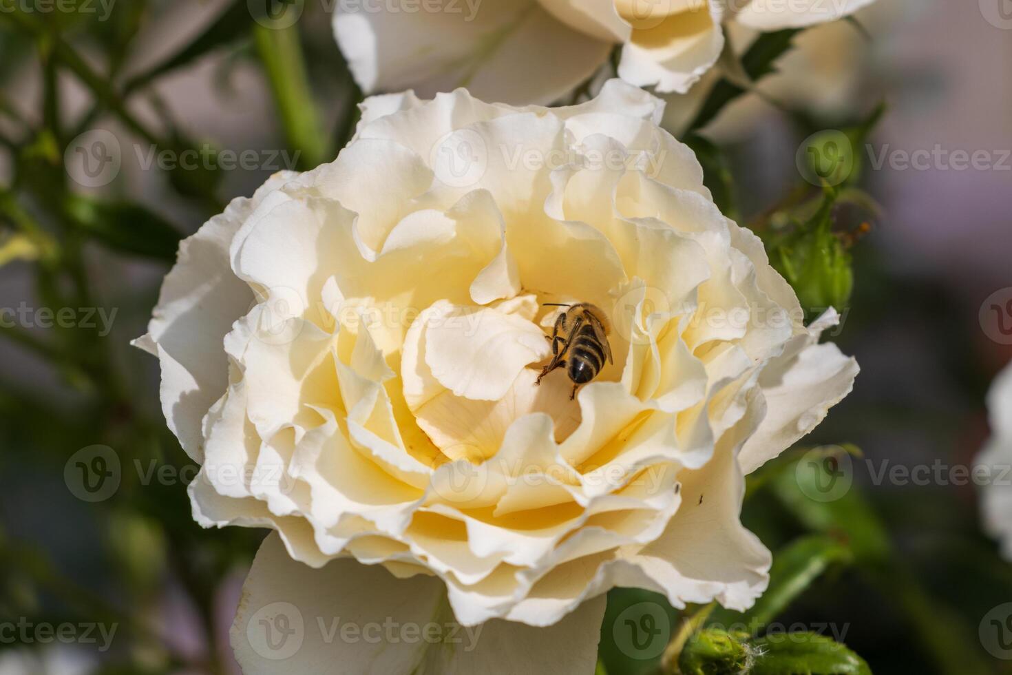 Macro photo of a a bee gathering pollen a flower