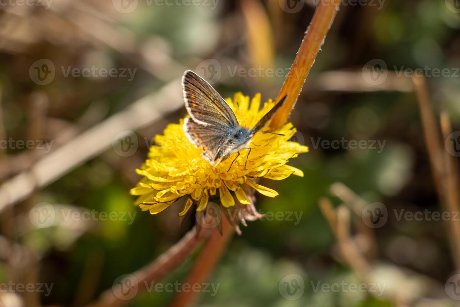 Macro photo of a butterfly siting on a yellow flower
