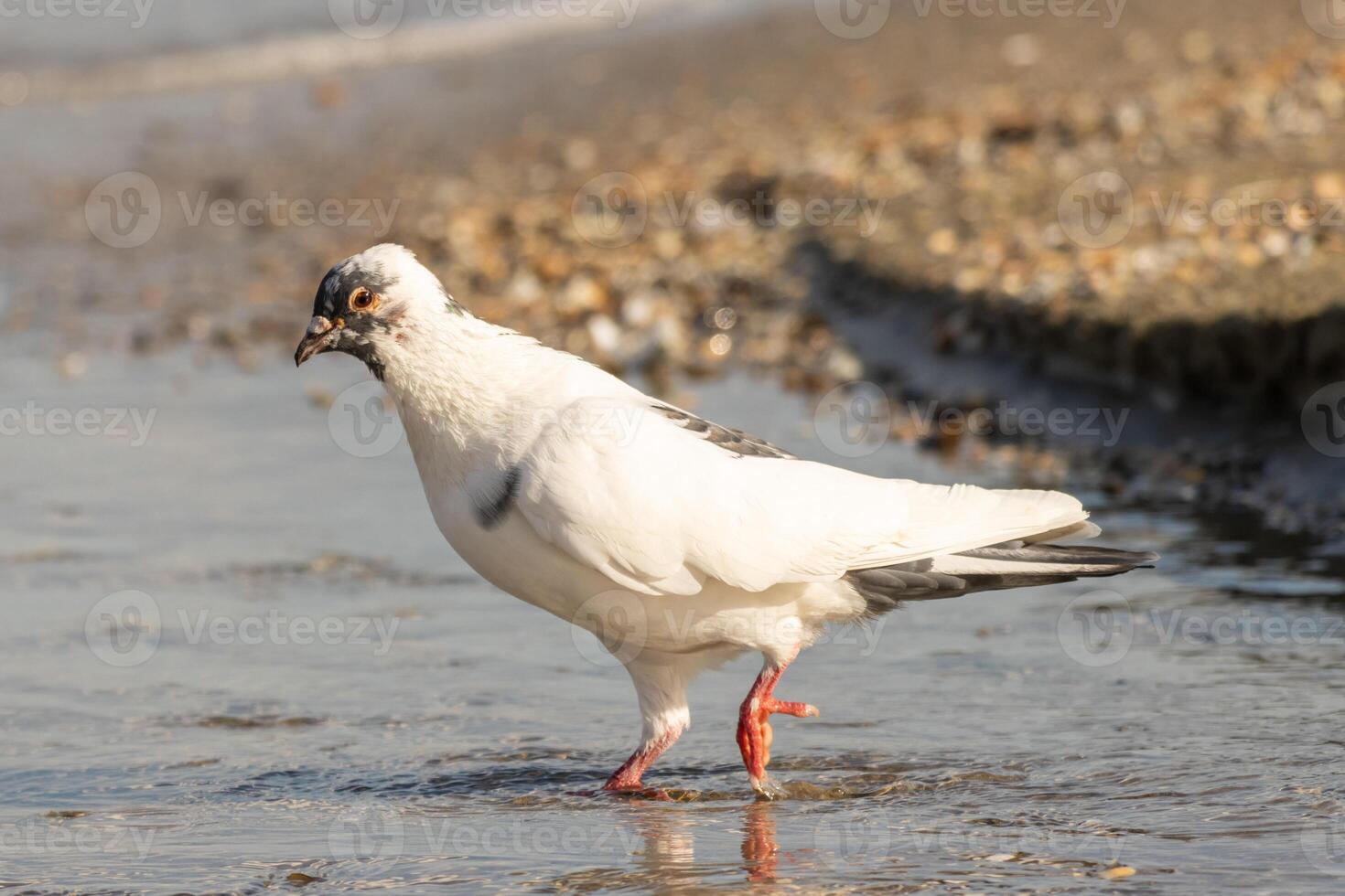 Close up photo of a pigeon relaxing by the sea side