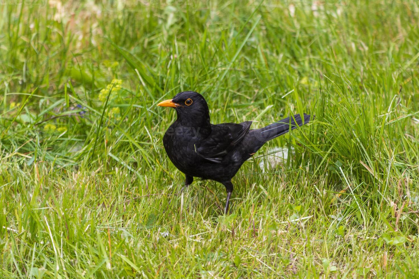 Close up photo of a common blackbird