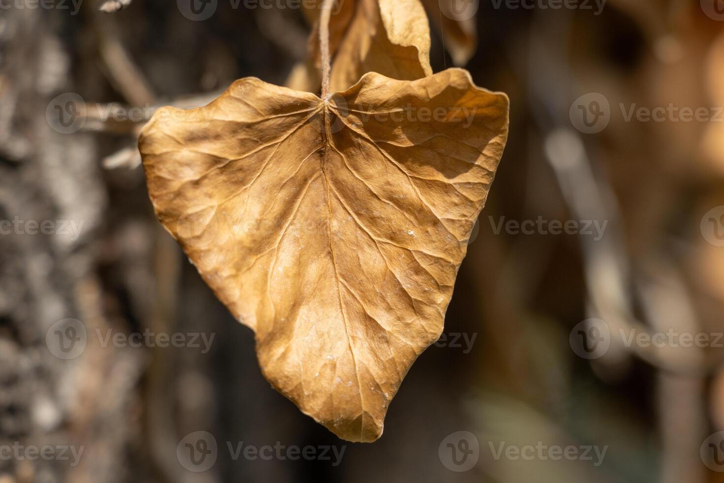 Macro photo of a withering leaf in autumn
