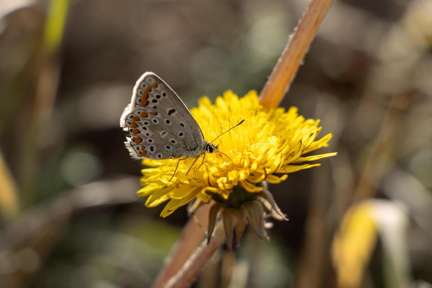 Macro photo of a butterfly siting on a yellow flower