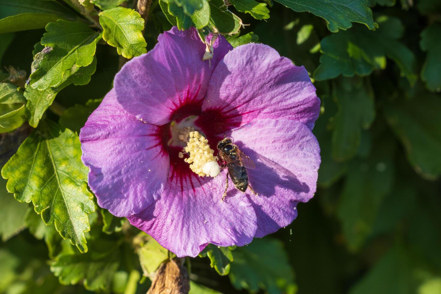 Macro photo of a bee gathering pollen from a wild flower