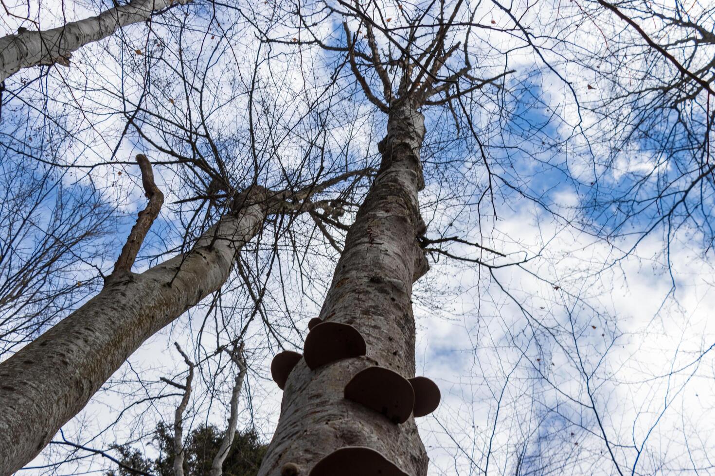 photo of mushroom growing on tree bark in the forest