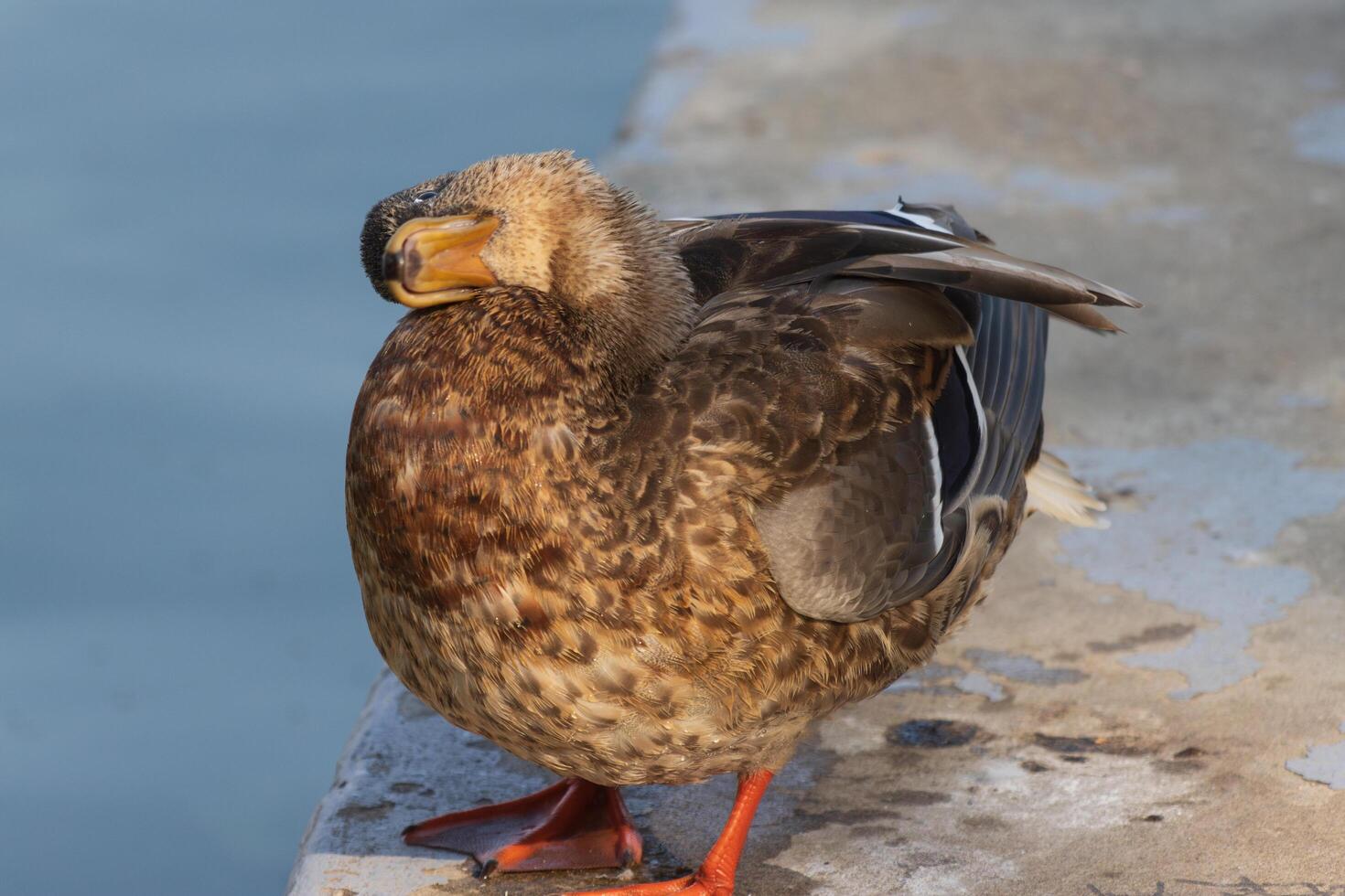 Photo of a duck relaxing by the lake