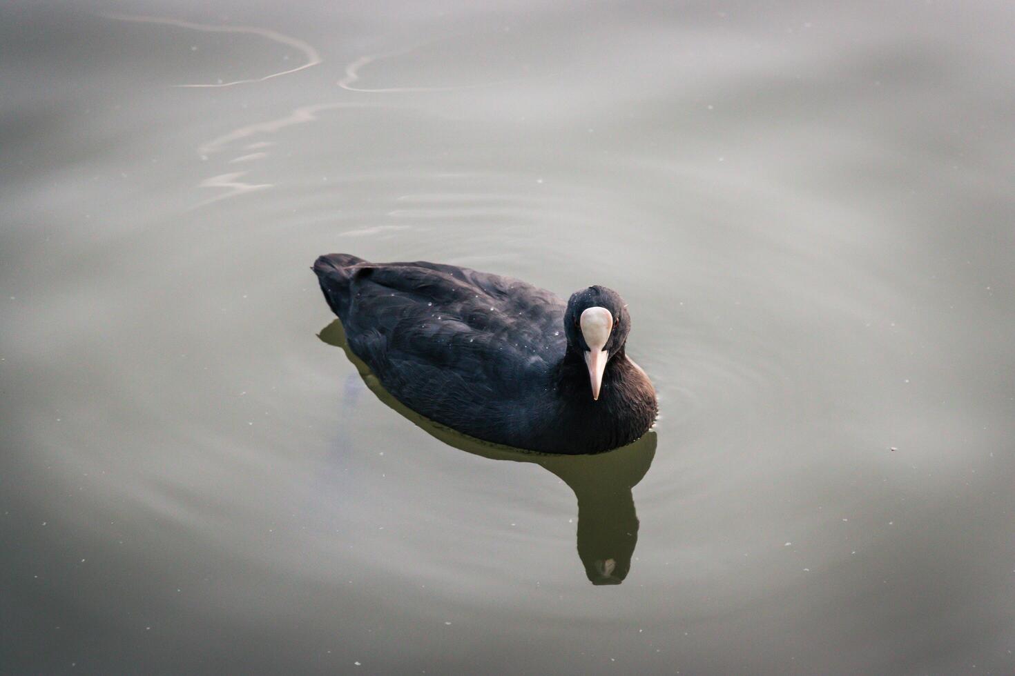 Close up photo of a wild duck swimming in a lake