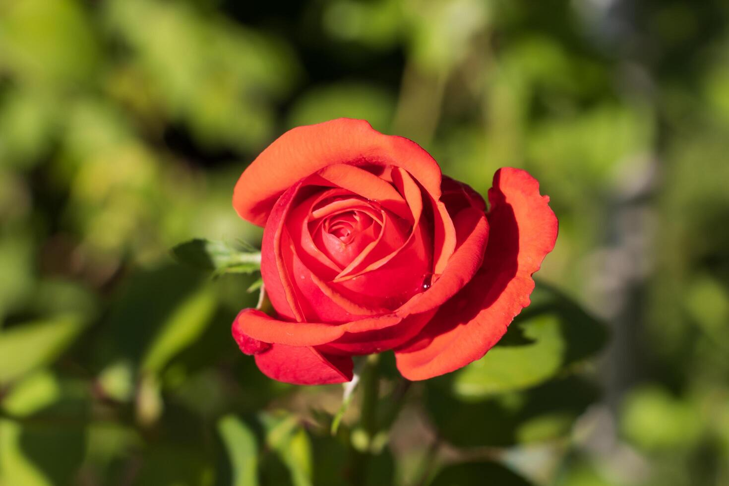 Macro photo of a fiery red rose
