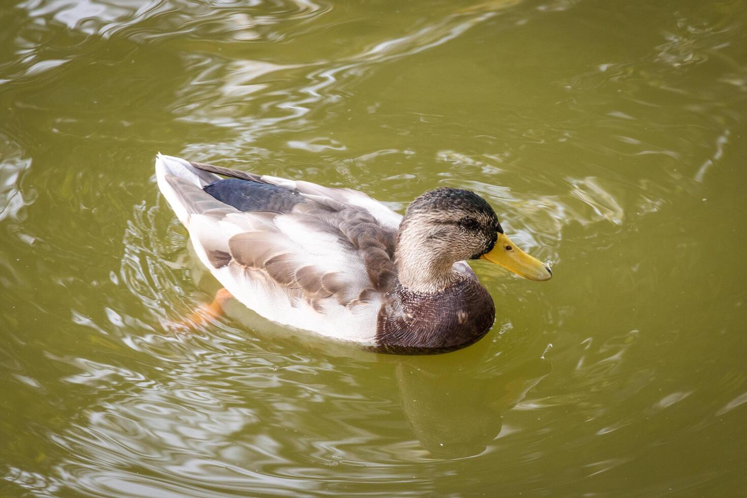 Close up photo of a wild duck swimming in a lake