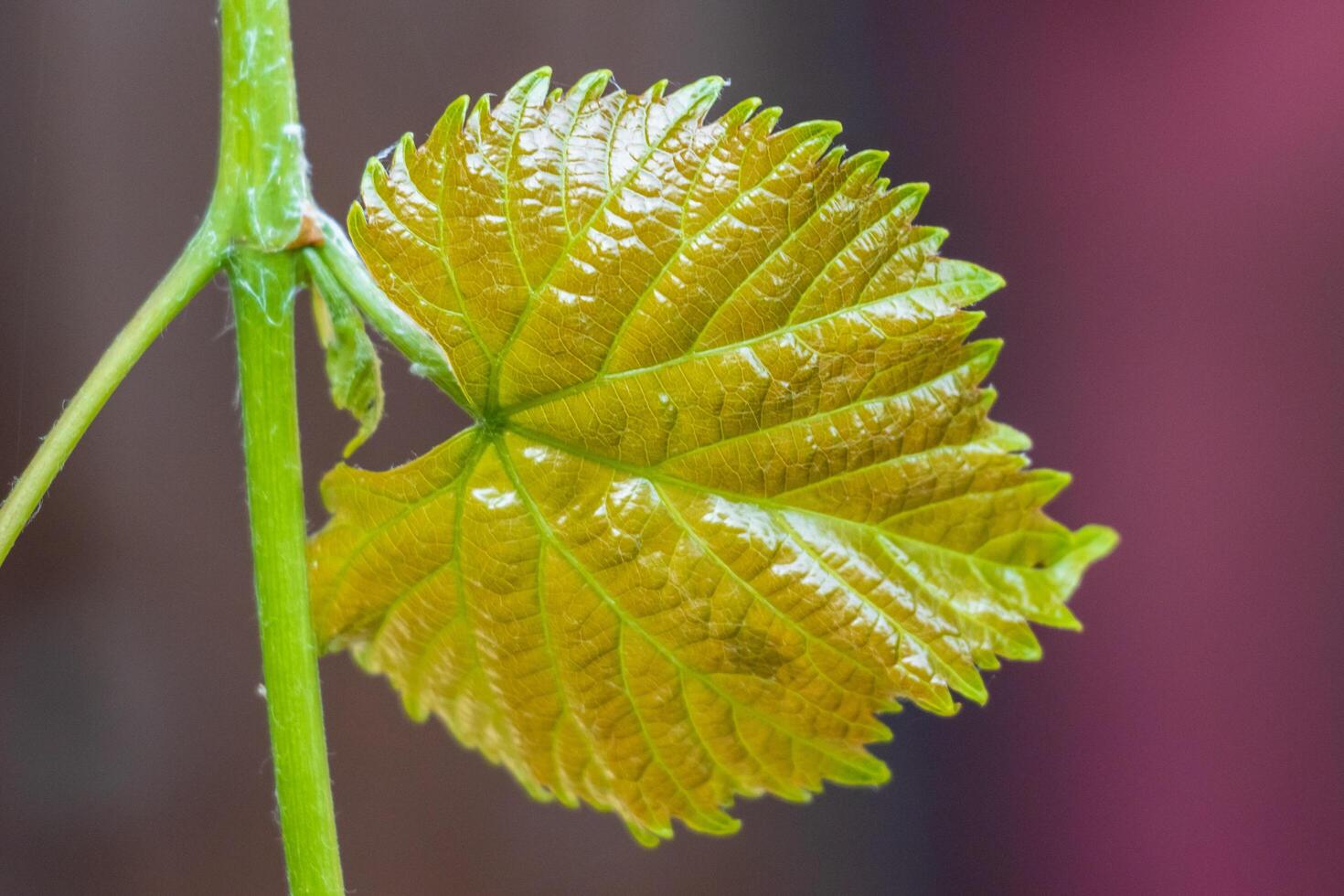 Macro photo of a leaf reflecting sunlight
