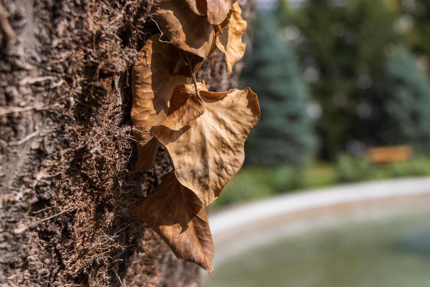 Macro photo of a withering leaf in autumn