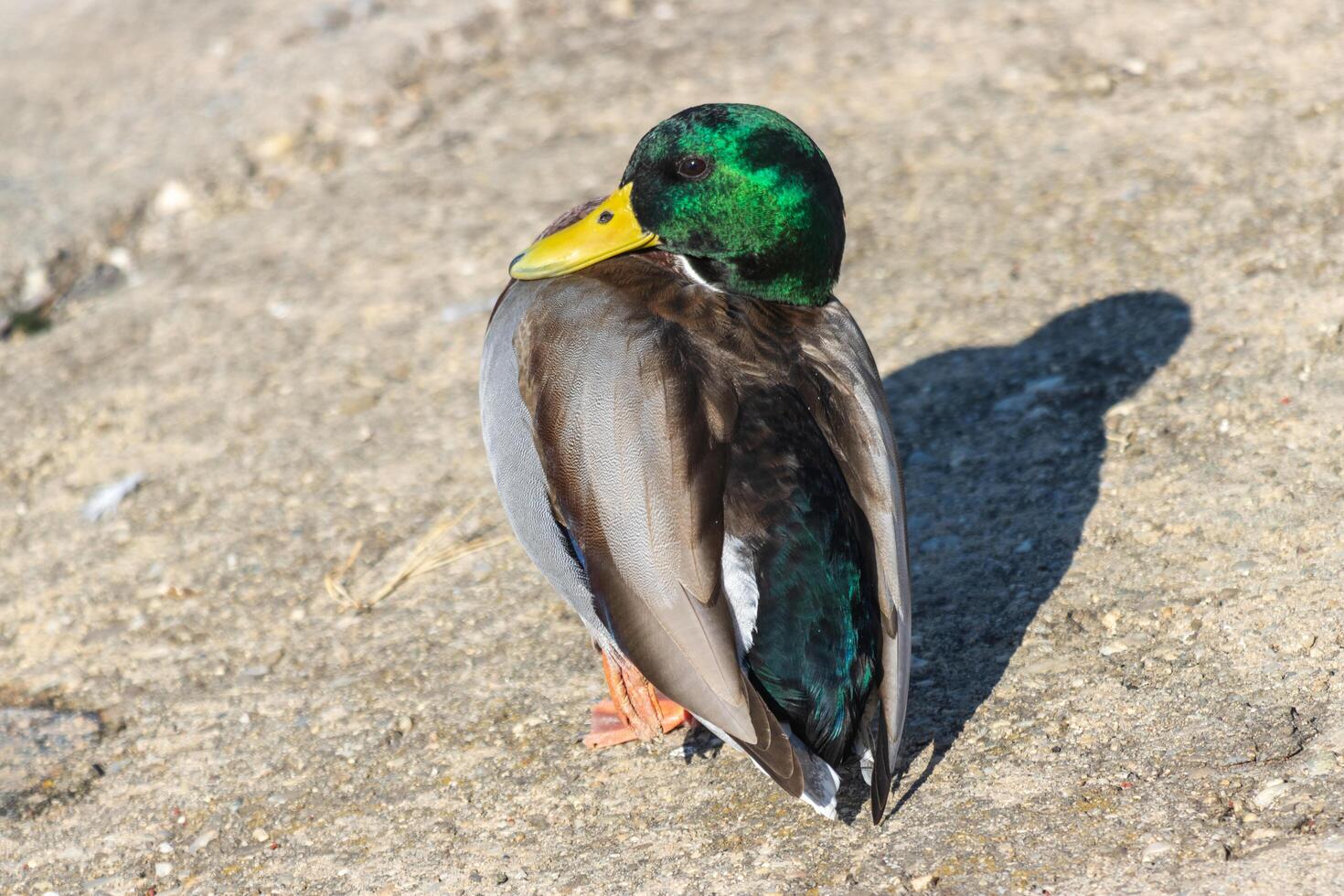 Close up photo of a wild duck relaxing by the lake