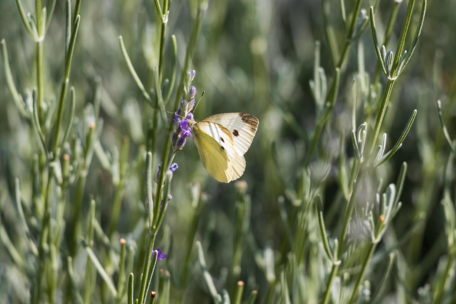 Close up photo of a butterfly drinking nectar from a flower