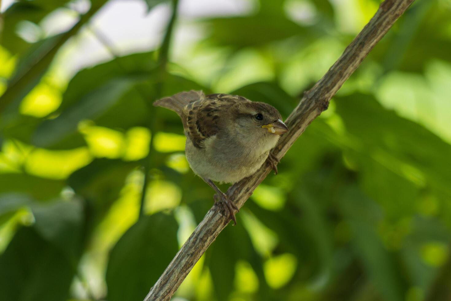 Close up photo of a little sparrow siting on a branch
