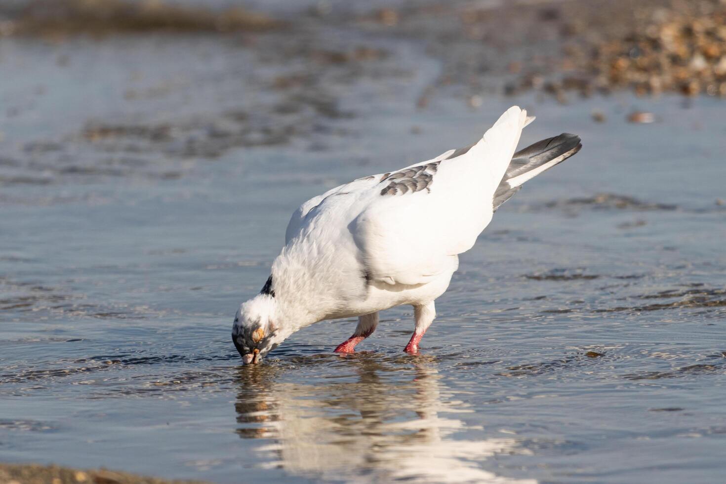Close up photo of a pigeon relaxing by the see side