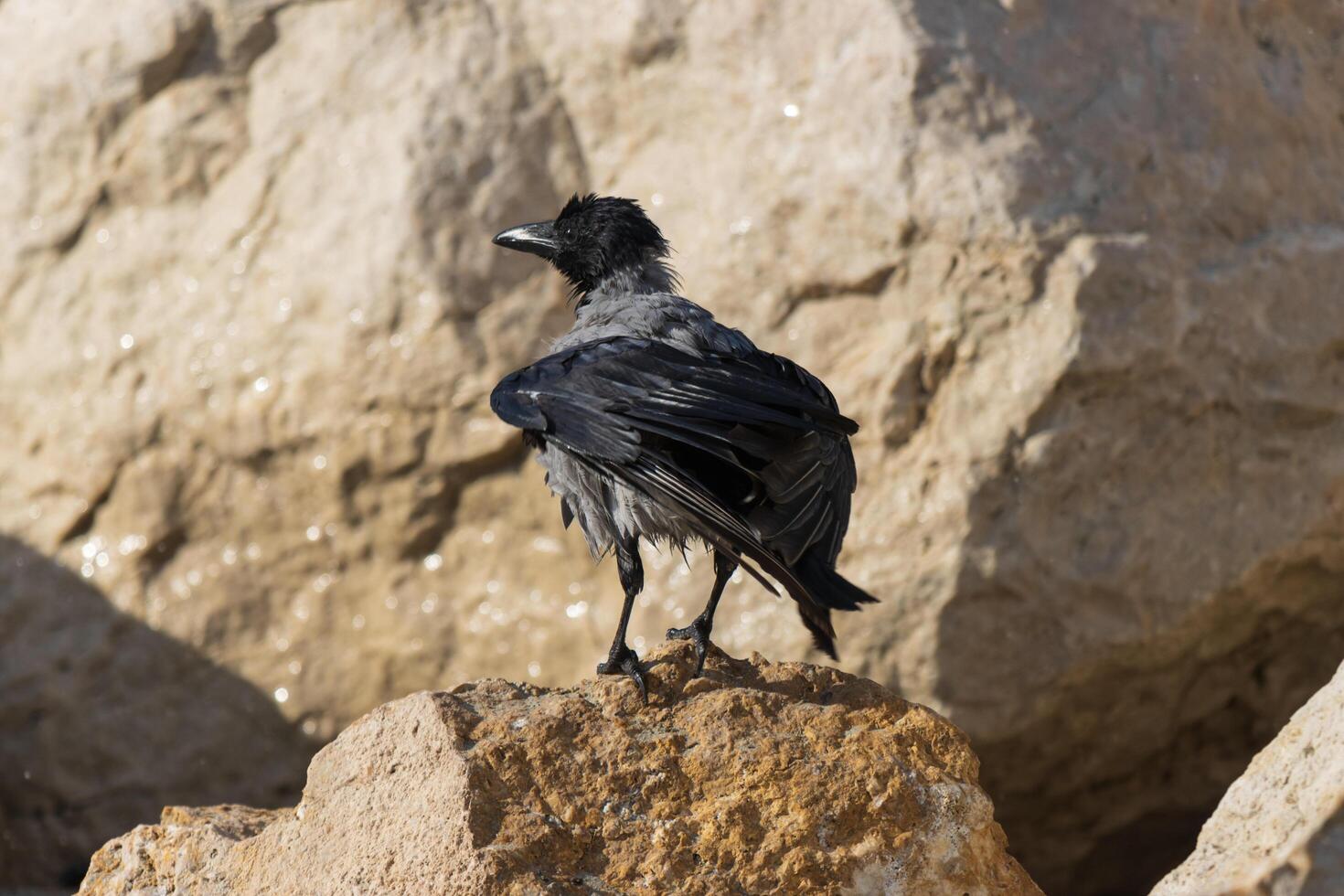Close up photo of a hooded crow relaxing on the beach