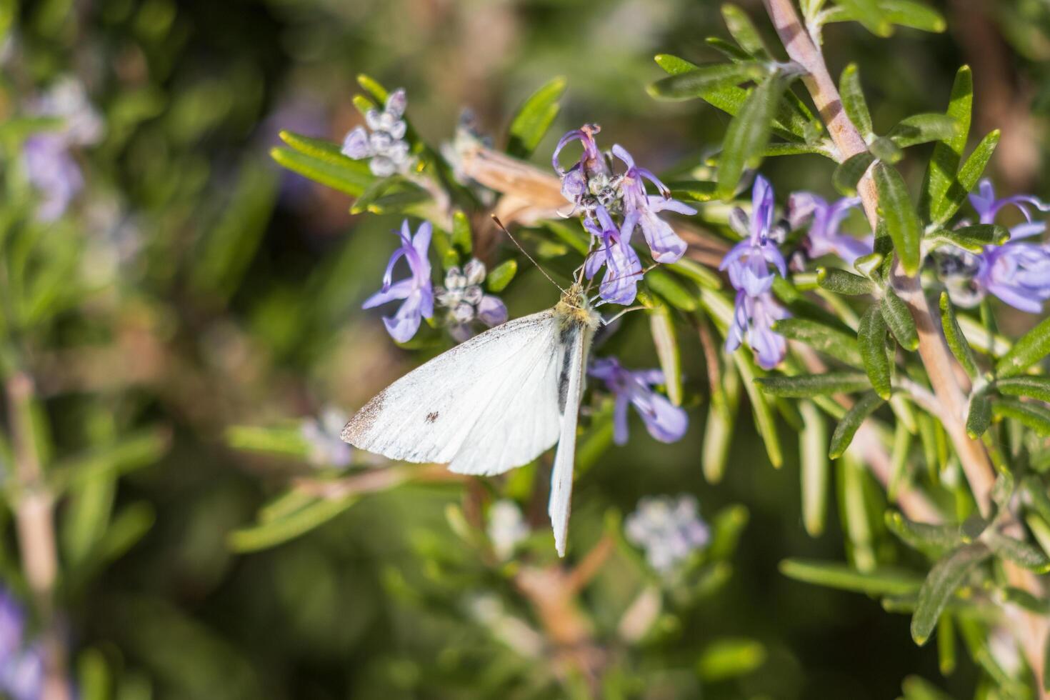 Macro photo of a white butterfly drinking nectar from a flower