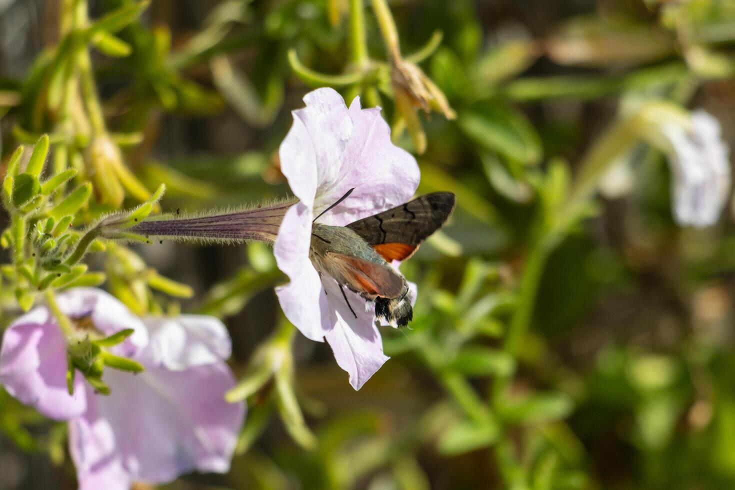 Macro photo of a king moth drinking nectar from flowers