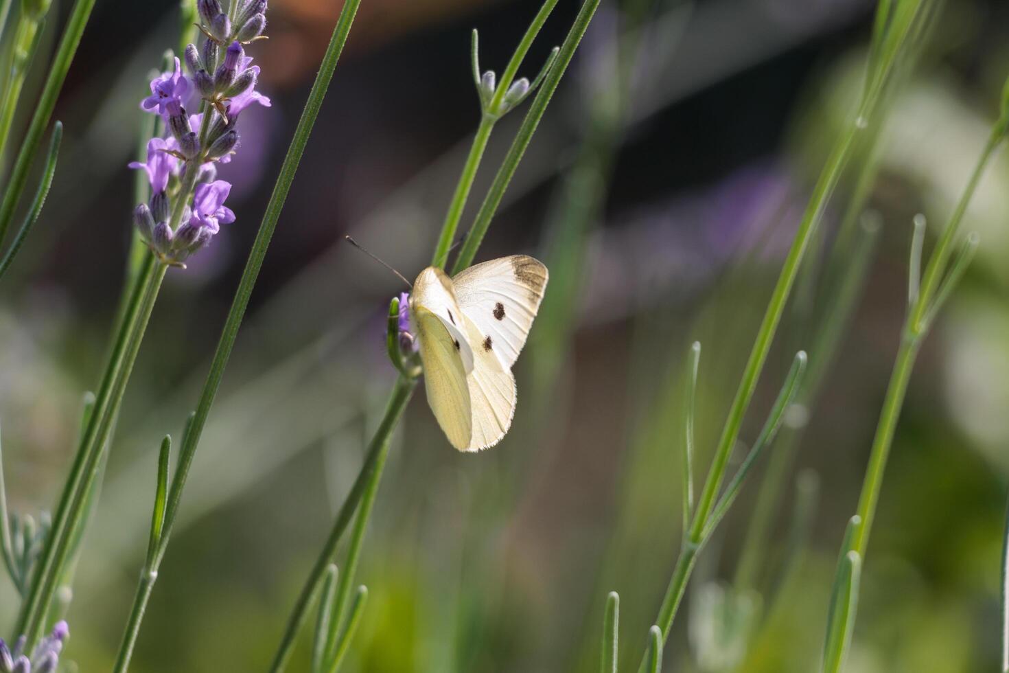 Macro photo of a butterfly drinking nectar from a flower