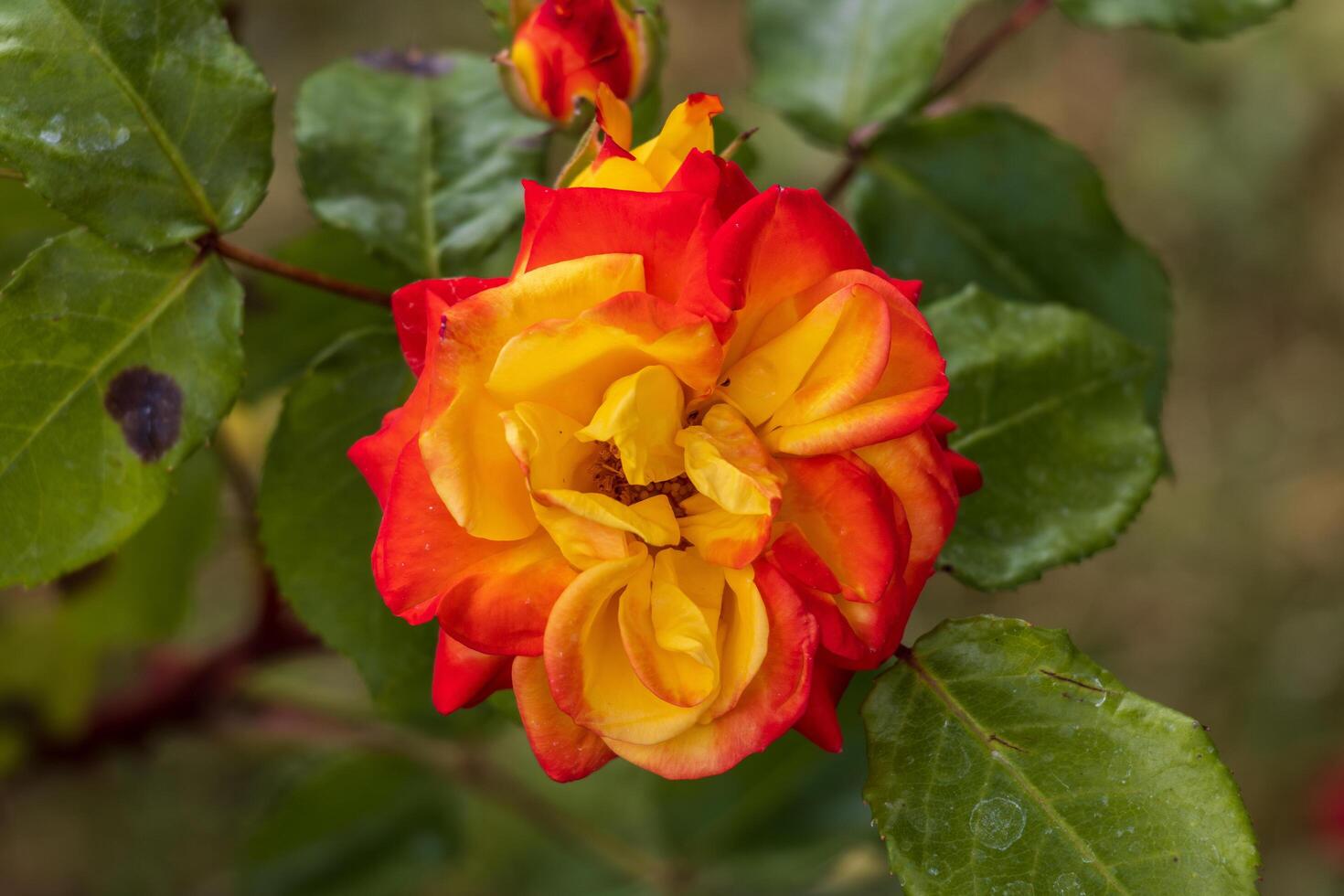 Macro photo of a fiery red rose