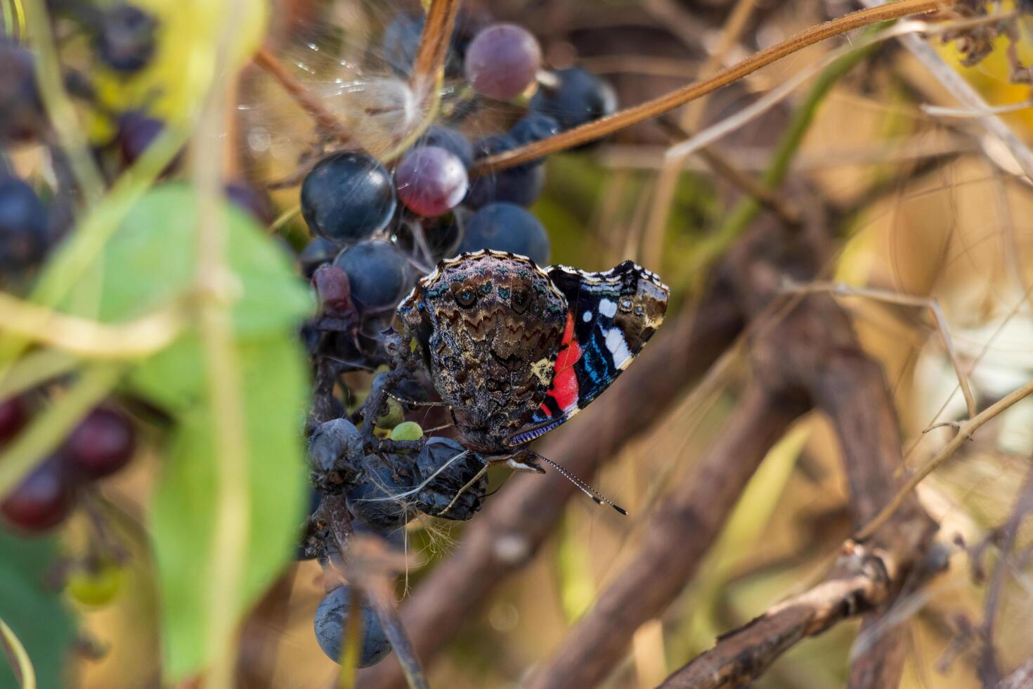 Macro photo of a beautiful red admiral butterfly
