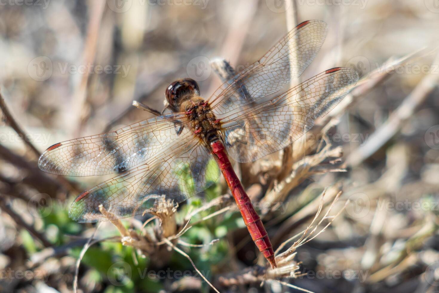 Macro photo of a red dragonfly with its wings wide open