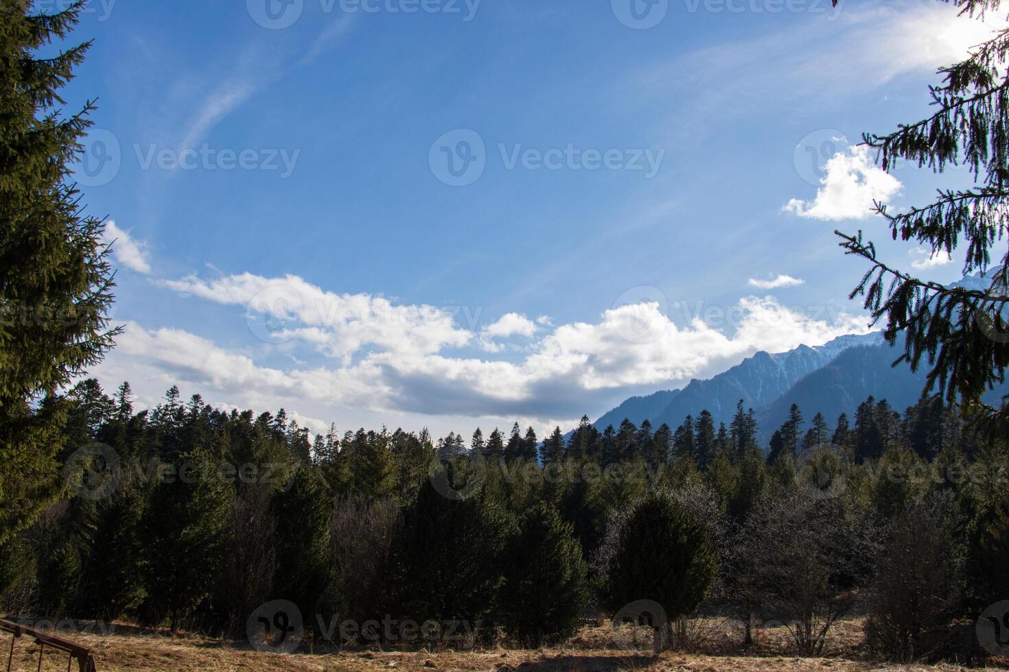 Landscape photo of gorgeous forest on a partial cloddy day
