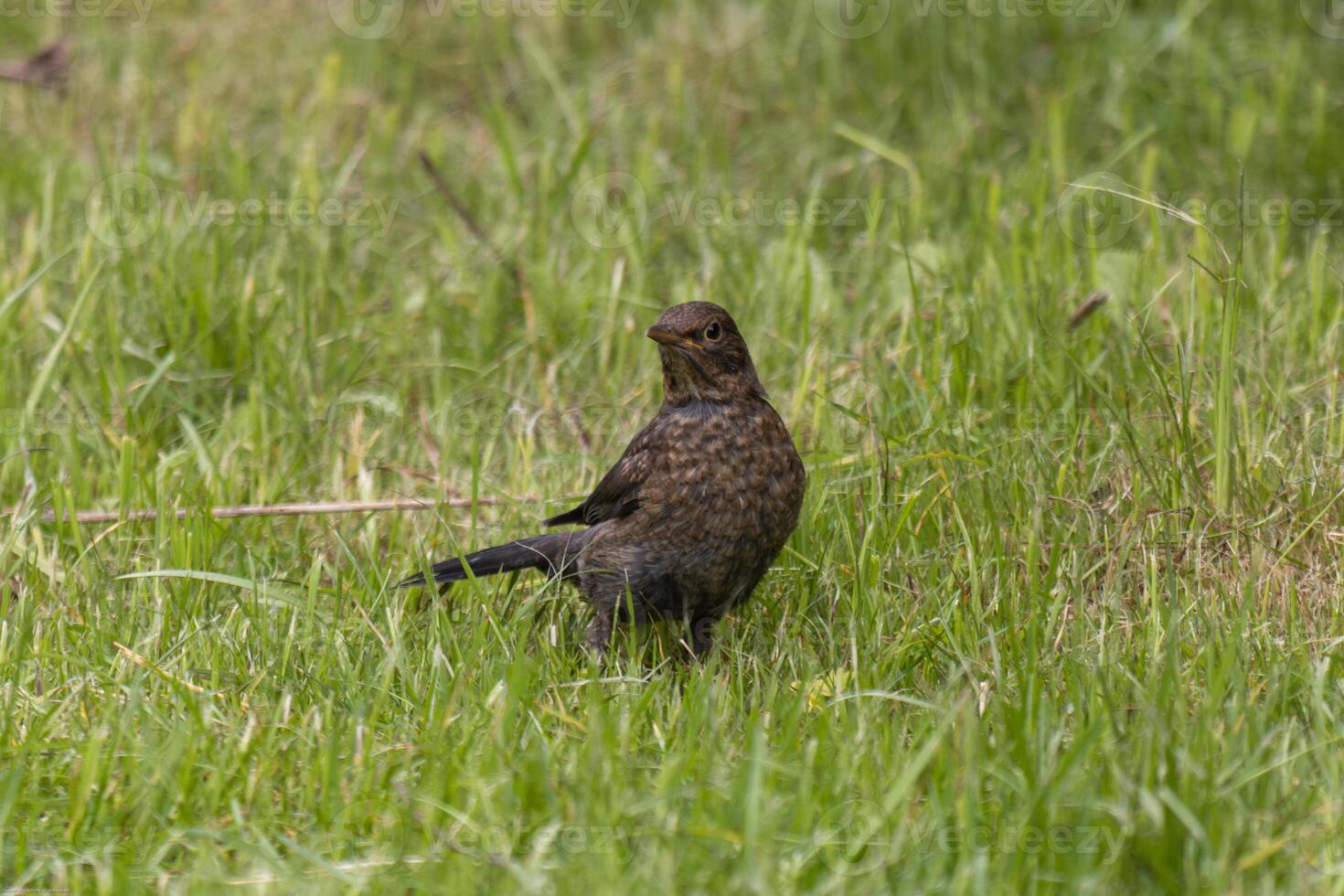 Close up photo of a common blackbird