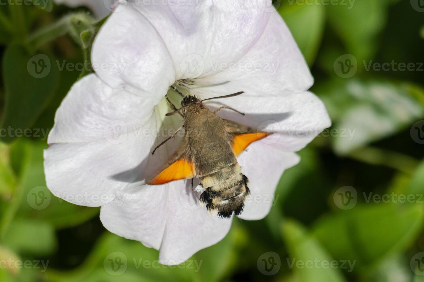 Macro photo of a king moth drinking nectar from flowers