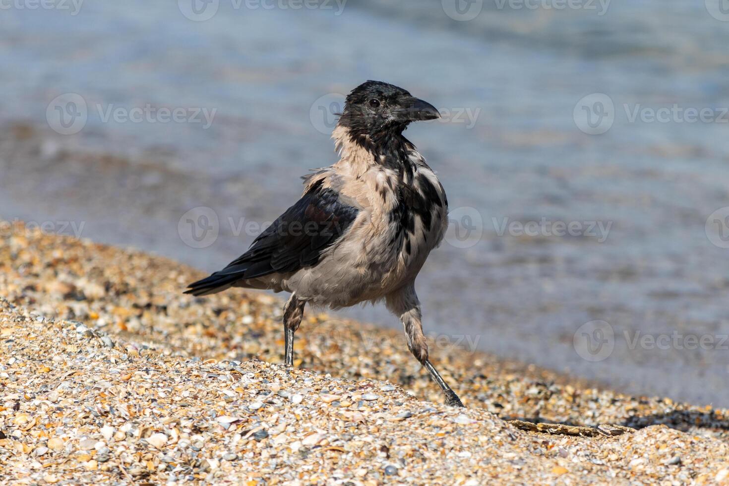 Close up photo of a hooded crow relaxing on the beach