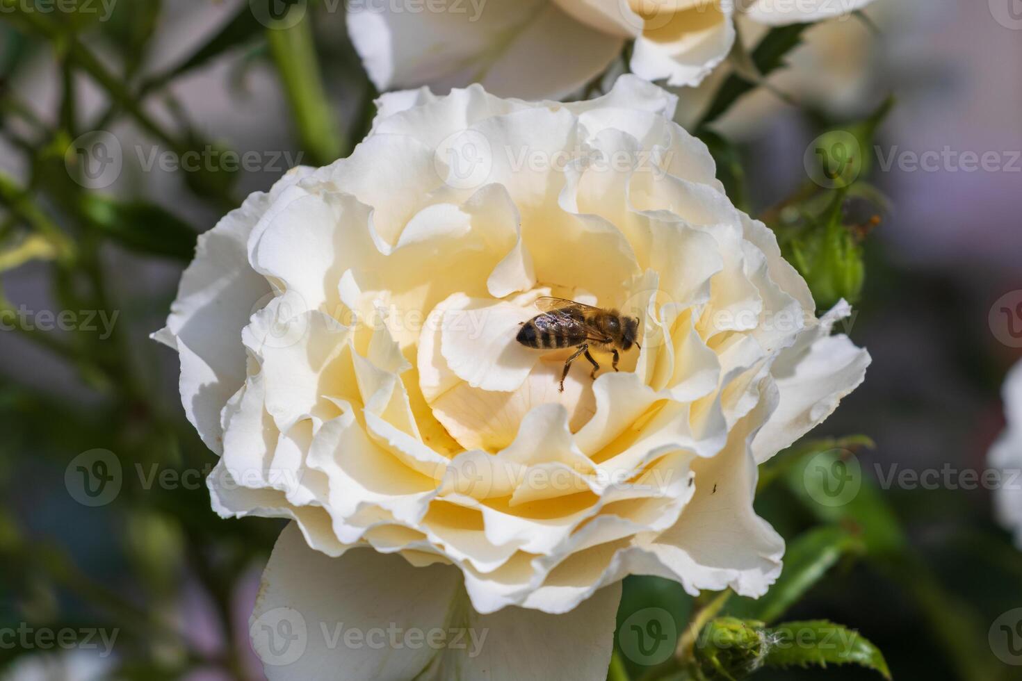 Macro photo of a a bee gathering pollen a flower