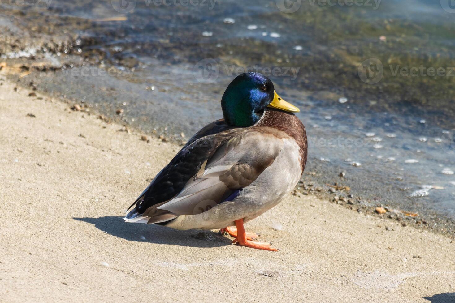 Close up photo of a wild duck relaxing by the lake
