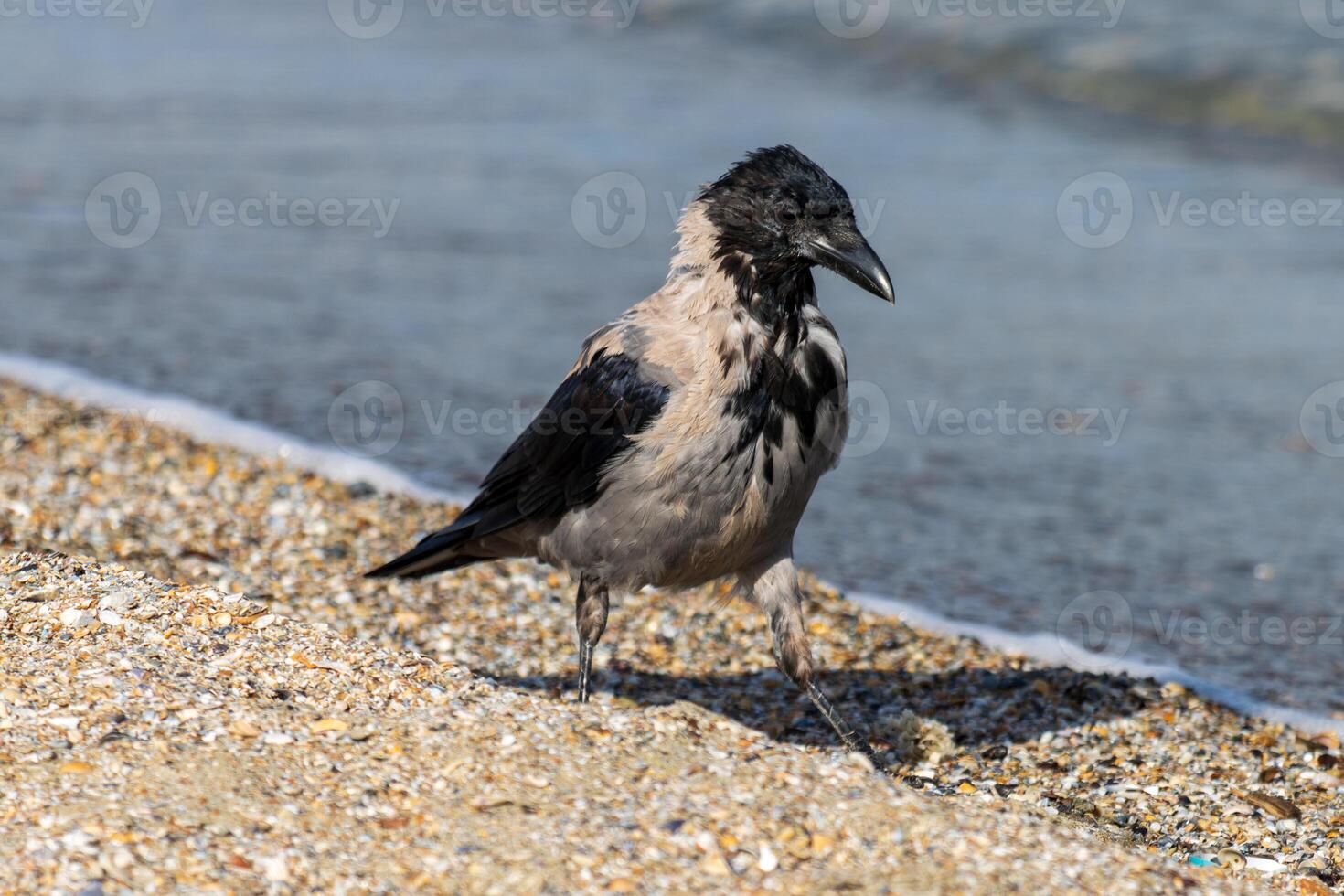 Photo of a hodded crow relaxing on the beach