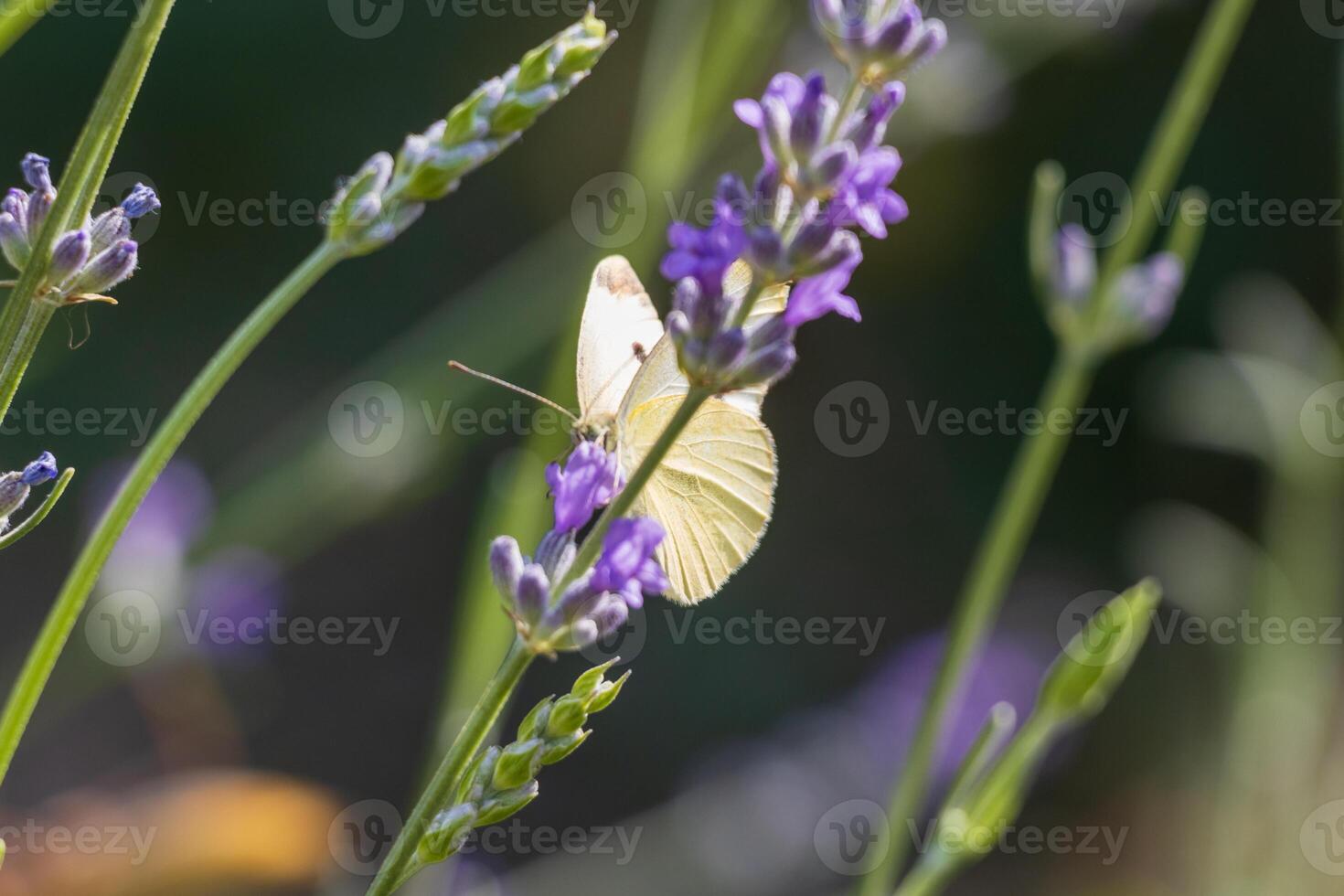 Macro photo of a butterfly drinking nectar from a flower