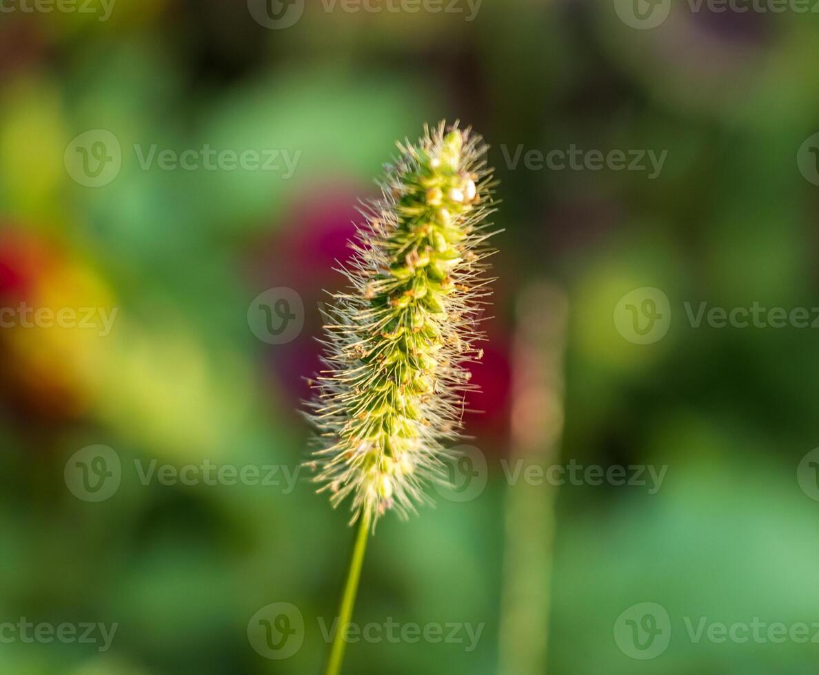 Macro photo of a foxtail flower