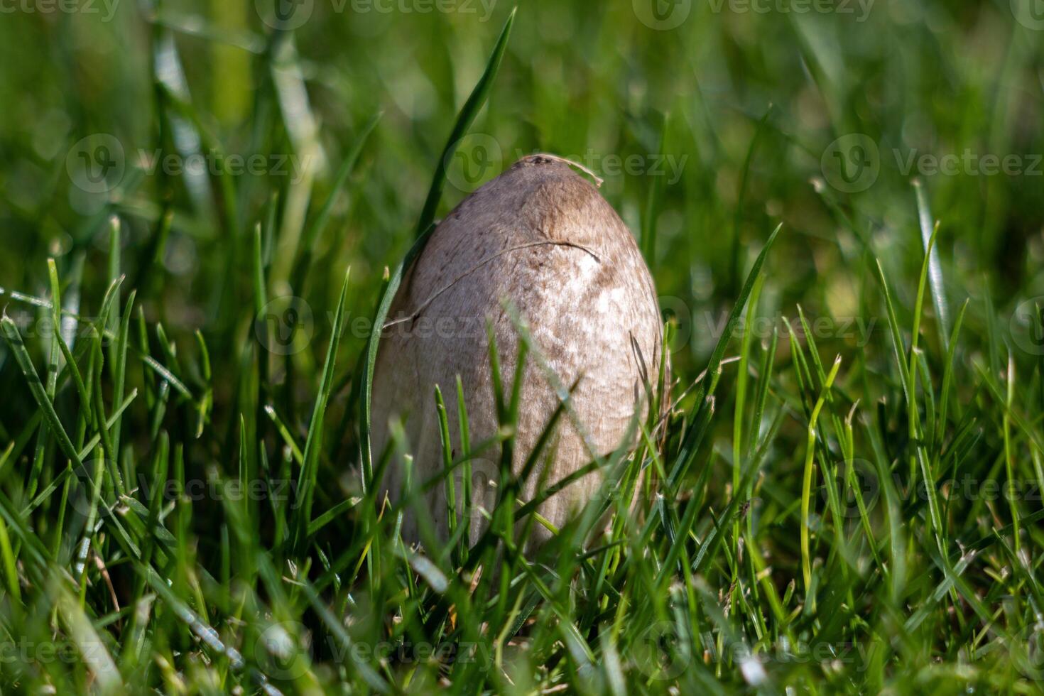 Macro photo of a mushroom growing from the ground