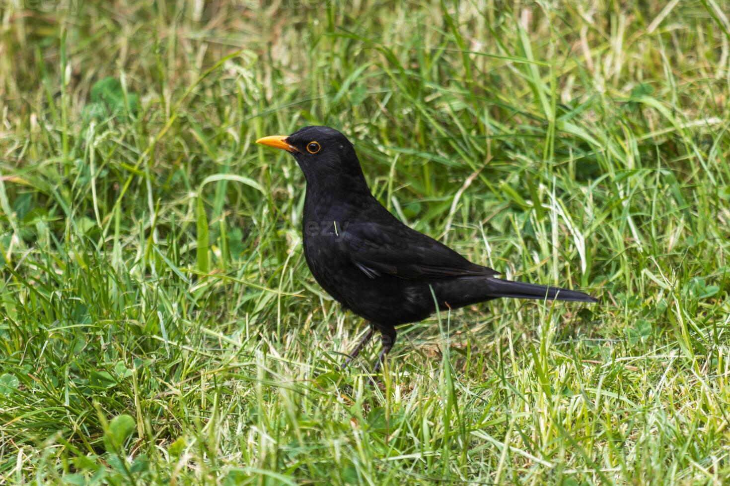 Close up photo of the common black bird