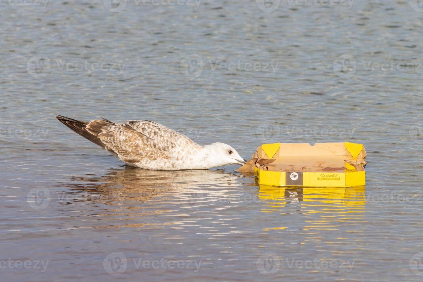 Photo of a seagull pulling on an empty pizza box