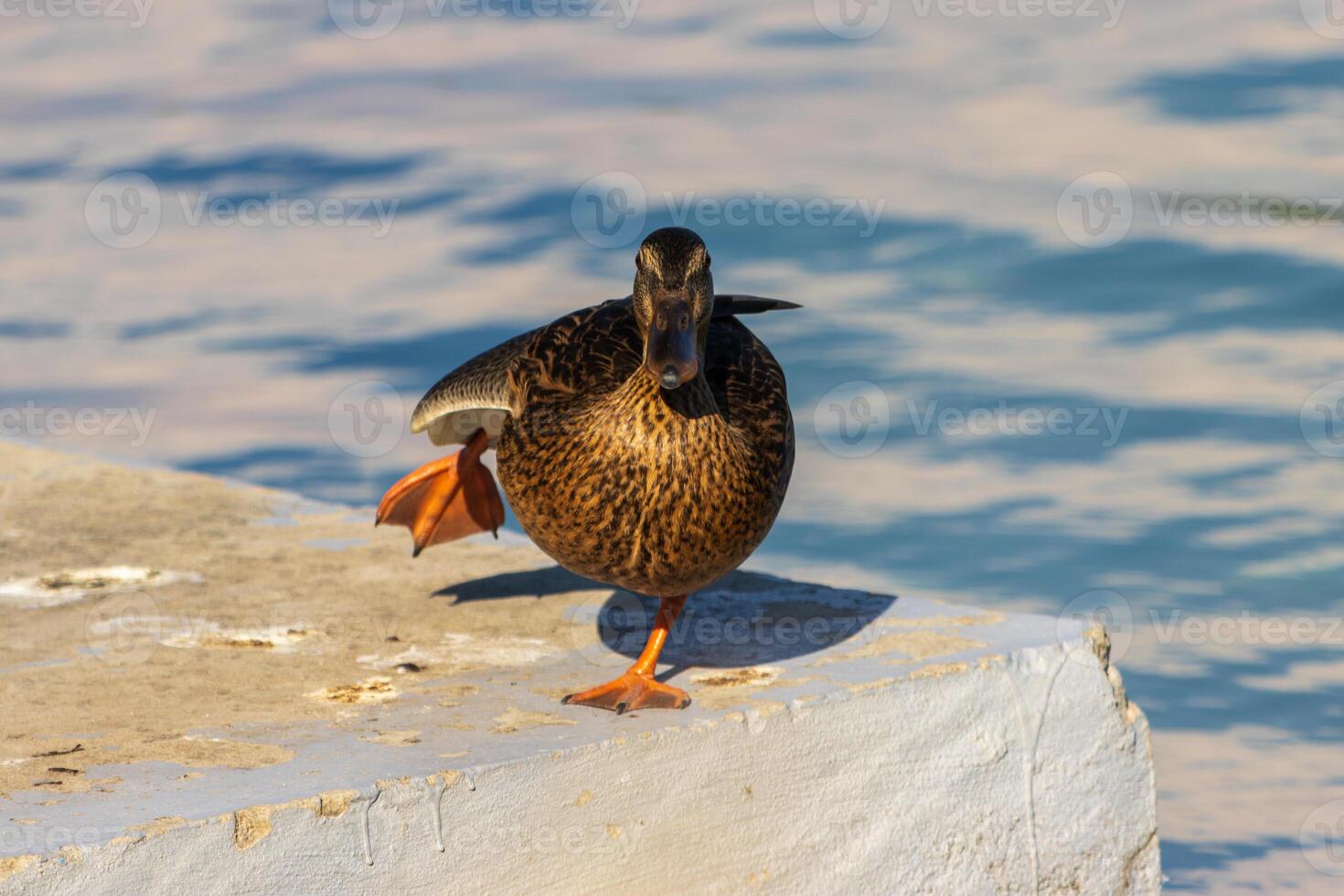 Close up photo of a wild duck relaxing by the lake
