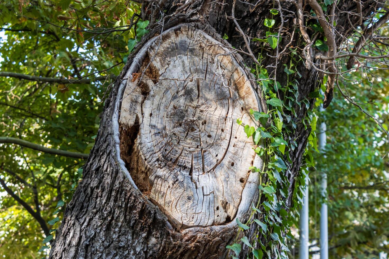 Photo of cut down tree bark with abstract pattern