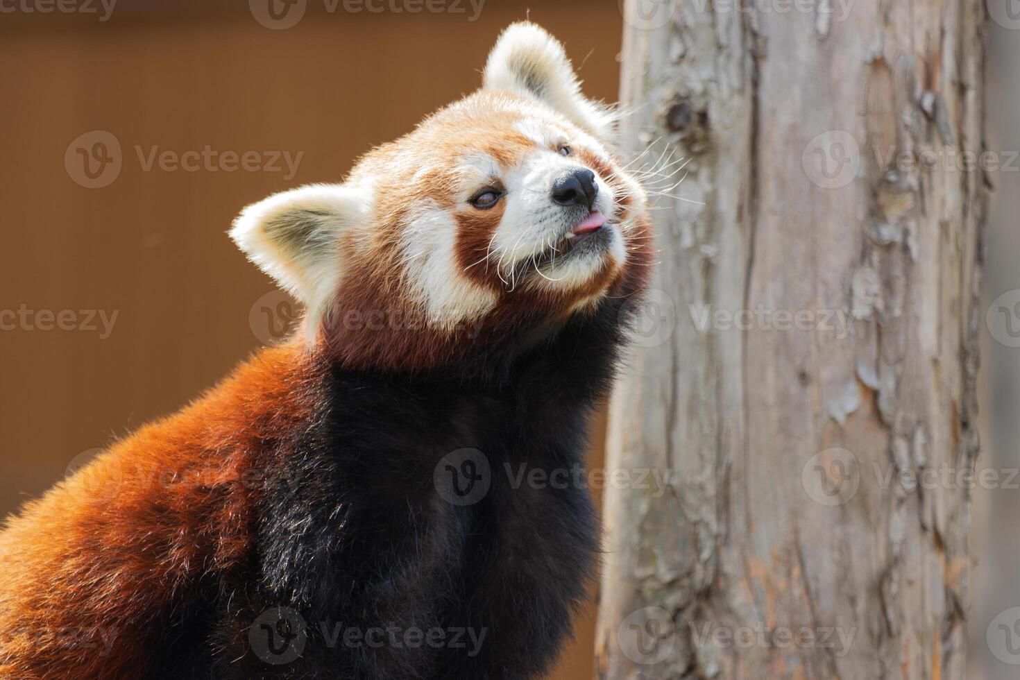 Close up photo of a red panda relaxing