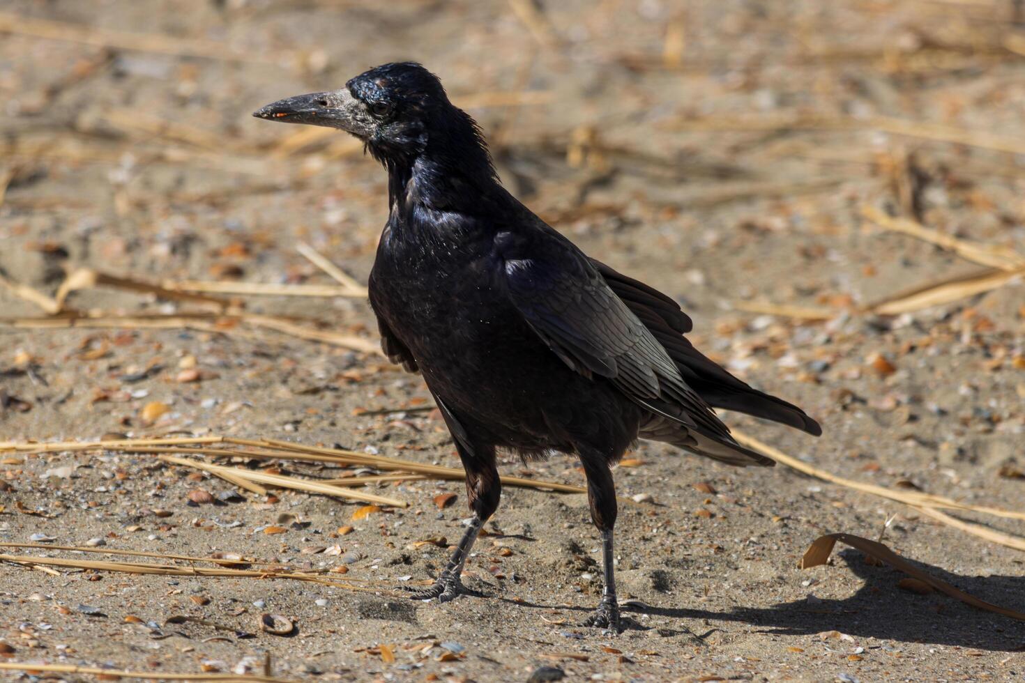Close up photo of a black crow relaxing in the sand