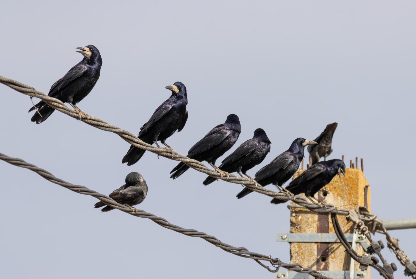 Murder of crows relaxing on a powerline photo